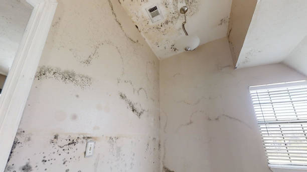 Best Attic Mold Removal  in Gotha, FL