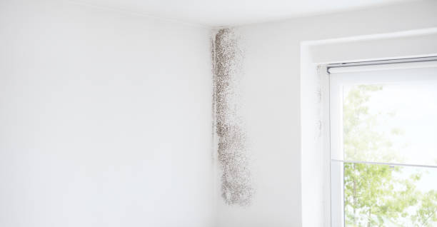 Best Forensic Mold Investigation  in Gotha, FL