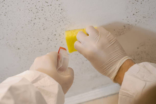 Best Biohazard Mold Removal  in Gotha, FL