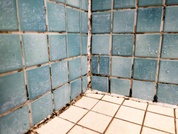 Best Mold Removal for HVAC Installations  in Gotha, FL