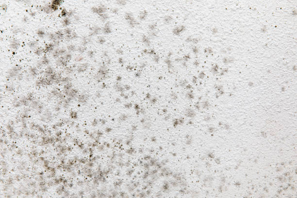 Trusted Gotha, FL Mold Removal Experts