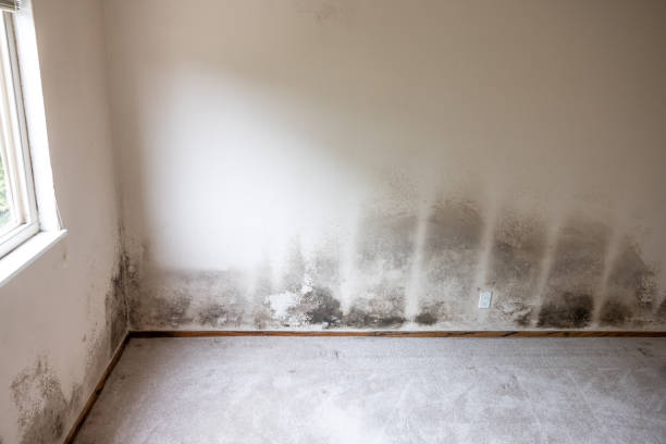 Best Environmental Consulting for Mold Prevention  in Gotha, FL