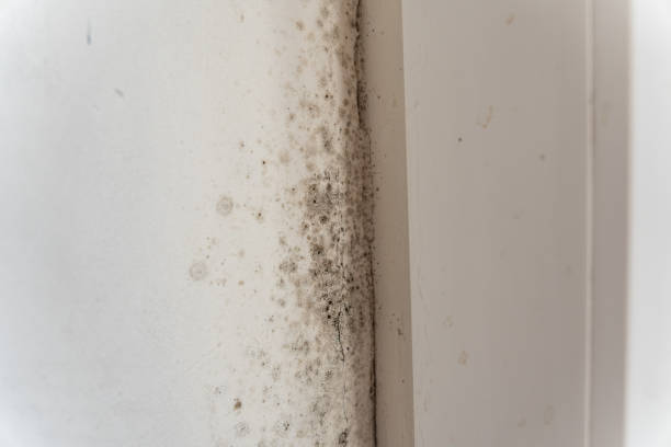 Best Air Quality Testing for Mold Spores  in Gotha, FL