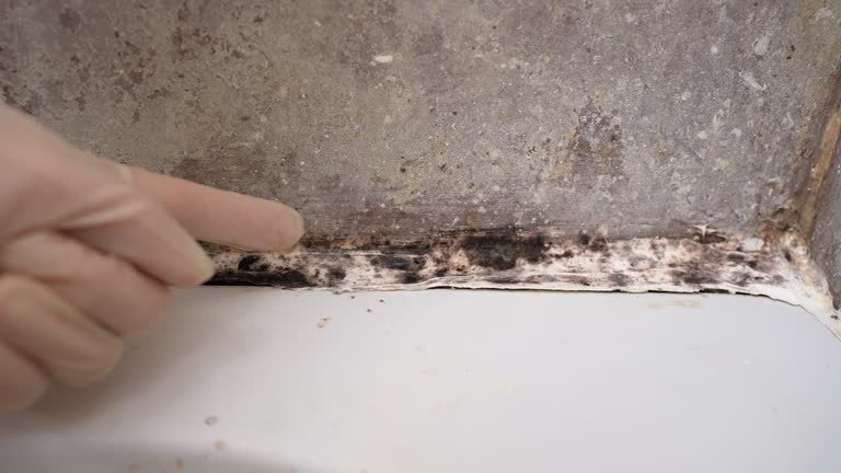 Best Water Damage & Mold Remediation  in Gotha, FL