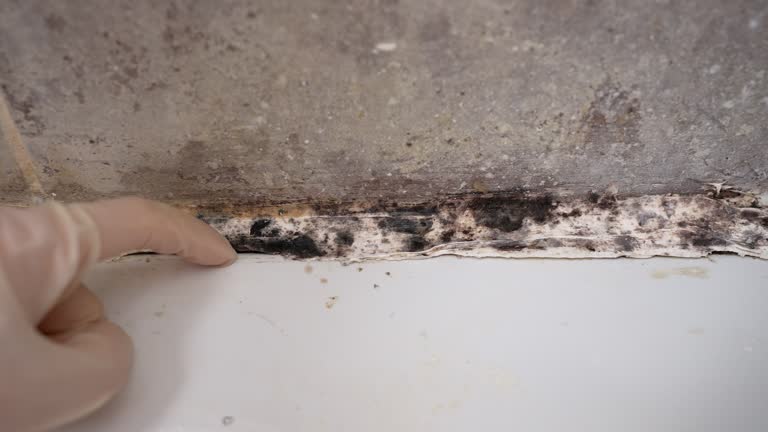  Gotha, FL Mold Removal Pros