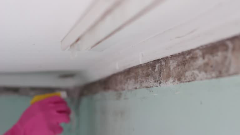 Best Asbestos and Lead Testing During Mold Inspection  in Gotha, FL